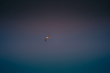 Seagull on a background of blue sky. Party against a strong wind. Empty sky