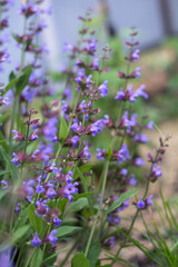 flowers in the field