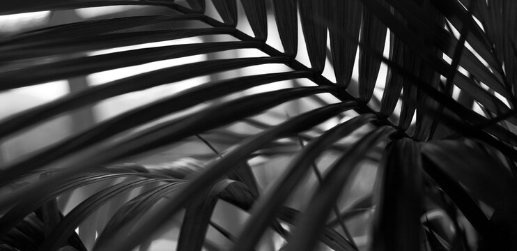 Black and white Palm leaf in tropical forest plants. Nature shadow light long horizonta background.