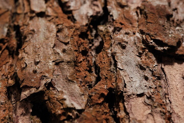 Close-up woody pine bark texture Natural background 