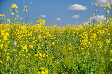 View of yellow Rape or Canola field. Rapeseed (Brassica napus) oil seed rape. Focus on the center of the frame