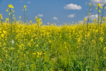 Obraz premium View of yellow Rape or Canola field between trees. Rapeseed (Brassica napus) oil seed rape. Focus on the foreground