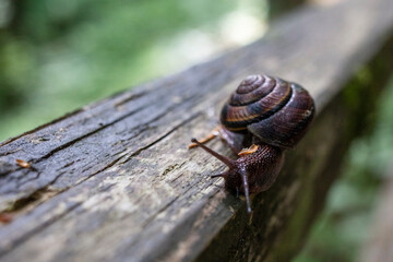 European brown garden snail in forest