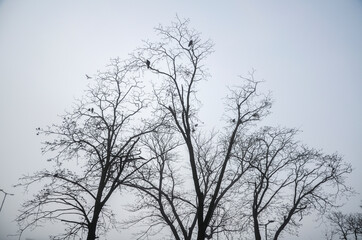 Dark tree silhouette with flock of crows sitting on the branch a winter day against the gray sky