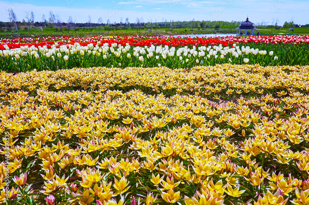 Sticker The tulip field with row of Targa tulips (Tulipa urumiensis) in the foreground