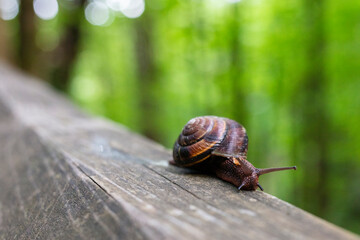 European brown garden snail in forest