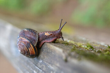 European brown garden snail in forest