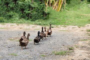 Row of brown ducks walking on farmyard