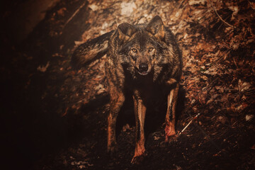 Naklejka premium wolf in the forest