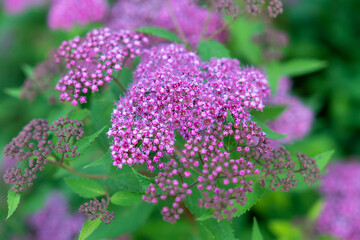 Violette Pflanze in Blüte