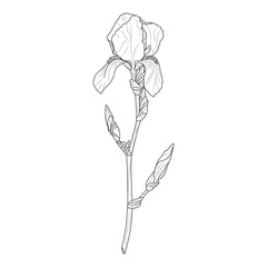 Floral background. Iris buds sketch