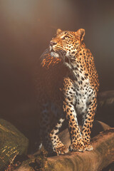 leopard in the tree