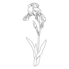 Floral background. Iris buds sketch