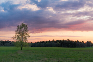 Fototapeta na wymiar sunset over the field with a tree in the middle