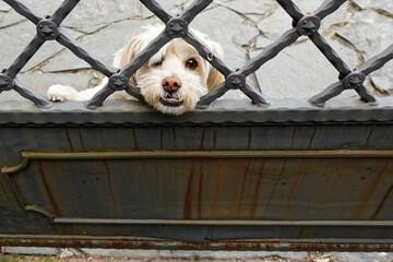 white dog behind a gate