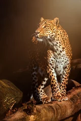 Foto op Aluminium leopard in the tree © Sangur