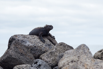 Selective focus view of large fierce looking male marine iguana seen in perched on pile of rocks on deserted islet, Galapagos, Ecuador