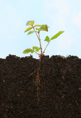 Bramble in soil