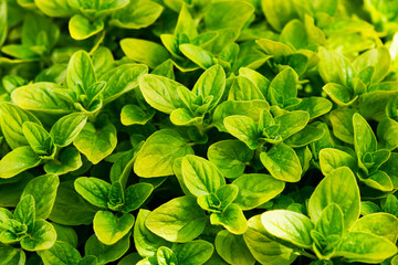 Naklejka na ściany i meble Oregano bright green furry new leaves. Origanum vulgare. Fresh oregano growing in the herb garden. Cuisine herbs. Summer natural organic healthy food.