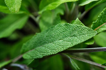 Salvia officinalis branch. Macro photography.