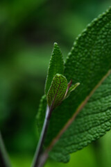 Salvia officinalis branch. Macro photography.