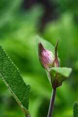 Salvia officinalis branch. Macro photography.