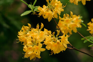 flowers, trees, nature, macro, colors, beauty  