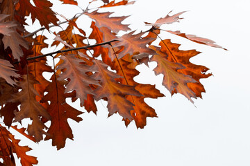 Red oak branch with dry autumn leaves on a white background