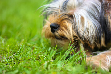 Naklejka na ściany i meble Portrait of a cute Yorkshire Terrier puppy lying on grass, chewing on a stick.