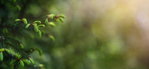 Young shoots on spruce branches
