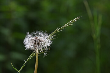 Pusteblume und Grashalm