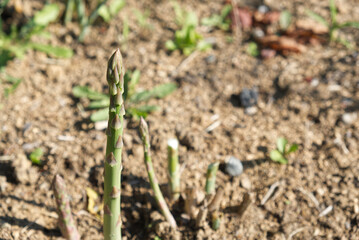 a fresh asparagus just out of the fertile soil