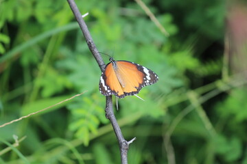 butterfly on a leaf