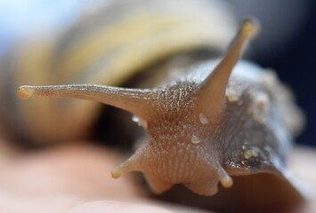 close up of a snail