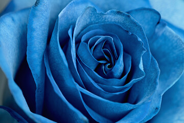gorgeous blue rose on a light background
