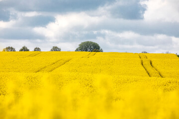 yellow rapeseed field on sunny day