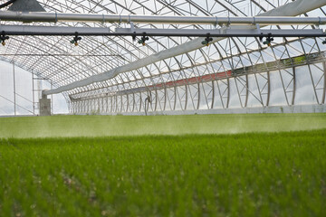 greenhouse with plants of spruce