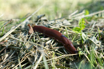 close-up of a weed snail prowls the vegetable garden