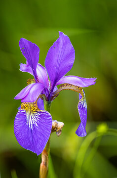 sibirische Schwertlilie (Iris sibirica)