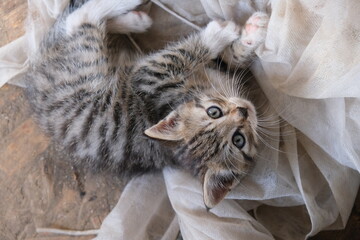 little kitten in the summer in the yard © PT88