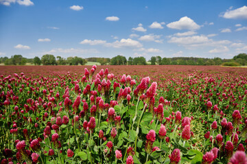 Fields of blooming red clover against a blue sky with clouds.