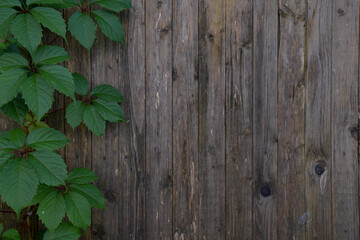 old wooden board, wood texture, green beautiful plant is from the edge of the frame