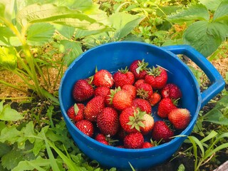 Ripe strawberry, red strawberries in a basket. Harvesting strawberries