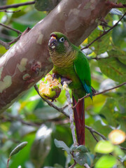 blue and yellow macaw