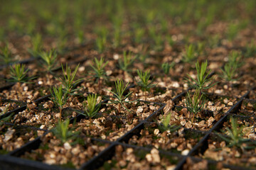 green spruce on the ground
