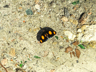 butterfly Blue-frosted Banner Catonephele numilia