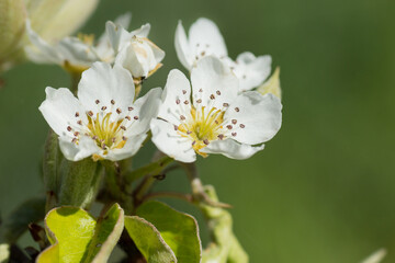 close-up shot of two white pear blossoms in bright daylight