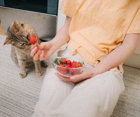 Vegetarian cat is interested in ripe delicious strawberries from the hands of the hostess