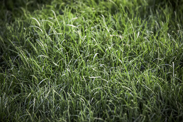 Natural grass texture