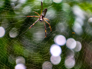 Golden Silk Spider